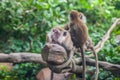 Surprised monkey with 2 monkeys