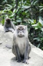 The Surprised Monkey Royalty Free Stock Photo