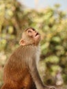 Surprised Monkey at the Swayambhu Nath temple, Kathmandu, Nepal