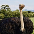 A surprised ostrich Royalty Free Stock Photo