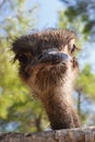 Surprised ostrich Royalty Free Stock Photo