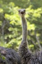 Surprised Ostrich Portrait Royalty Free Stock Photo