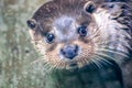 Otter, swimming in the river at the zoological park and looking at something