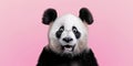 A Surprised Panda With Wide Eyes, Isolated On A Pink Background