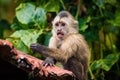 Surprised portrait of capuchin wild monkey sitting on tree