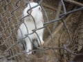 Surprised rabbit in a cage Royalty Free Stock Photo