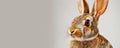 Surprised Rabbit in Corner Ample Space with Playful Wildlife Theme white background copy space Royalty Free Stock Photo