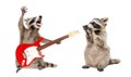 Surprised raccoon looking at a raccoon playing on electric guitar Royalty Free Stock Photo