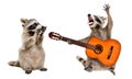 Surprised raccoon looking at a raccoon playing on guitar Royalty Free Stock Photo