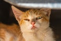 Surprised red kitten under car. On his face is an expression that says that he is confused, confused, did not expect, does not