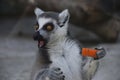 Surprised ring-tailed lemur with carrot Royalty Free Stock Photo