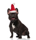 Surprised santa french bulldog with tongue exposed looks up Royalty Free Stock Photo