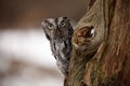 Surprised Screech Owl
