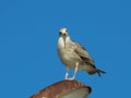 Surprised seagull on a rusty lamp post watching vacationers