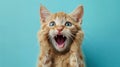 Surprised shocked cat face with paws on head on blue background with copy space. AI Generative Royalty Free Stock Photo