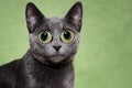 Surprised silver cat Royalty Free Stock Photo