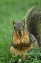 Surprised Squirrel