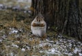 Surprised squirrel Royalty Free Stock Photo