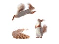Surprised squirrel looking at squirrel jump isolated Royalty Free Stock Photo