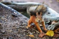 Surprised squirrel Royalty Free Stock Photo