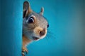 Surprised squirrel, sciurus, cautiously peeks around a corner, against a blue background, created with Generative AI Royalty Free Stock Photo