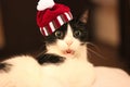 Surprised white and black cat with knitted striped hat with pompon