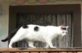 The surprised white cat is on the porch of her grandmother's house