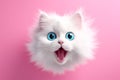 surprised white fluffy cat with blue eyes on a solid pink background