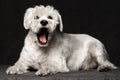 Surprised white schnauzer dog Royalty Free Stock Photo