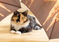 Surprised young fluffy three-color cat is lying among brown umbrellas on wooden floor and looking at camera. Royalty Free Stock Photo