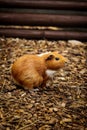 Surprising expression of a red-haired guinea pig looking with its mouth open. domestic cavy stands motionless in his paddock and Royalty Free Stock Photo