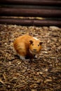 Surprising expression of a red-haired guinea pig looking with its mouth open. domestic cavy stands motionless in his paddock and Royalty Free Stock Photo