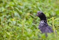 The surprising Horned Screamer Royalty Free Stock Photo
