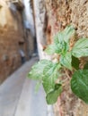Surprising Urban vegetation. A plant sprouts from a brick wall