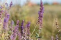 Surprisingly beautiful colorful floral background. Salvia flowers in rays of summer sunlight in outdoors on nature macro, soft foc Royalty Free Stock Photo