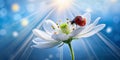 Surprisingly beautiful soft elegant white flower with buds and ladybug on blue background in rays of light macro. Exquisite Royalty Free Stock Photo