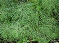 Horsetail twigs strewn with raindrops