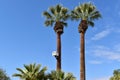 Surprisingly Large birdhouse on a majestic palm tree
