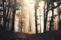 Surreal autumn misty forest with fog