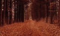 Surreal Woods, Forest, Path, Background Royalty Free Stock Photo