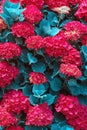 Surreal blue flora. Red flowers of hydrangea
