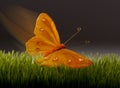 Surreal Butterfly. Royalty Free Stock Photo