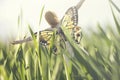 Surreal butterfly woman having fun free in the middle of nature