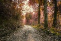 Surreal colors of Fantasy tropical jungle forest with road in th