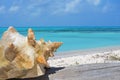 Seashell with a turquoise stunning sea behind, Turks and Caicos