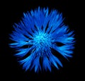 Surreal dark chrome blue cornflower flower isolated