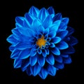 Surreal dark chrome blue flower dahlia macro isolated