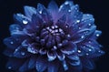 Surreal dark chrome blue flower dahlia macro isolated on black