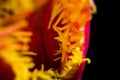 Surreal dark chrome contrast exotic pink tulip flower macro isolated on black Royalty Free Stock Photo