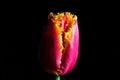 Surreal dark chrome contrast exotic pink tulip flower macro isolated on black Royalty Free Stock Photo